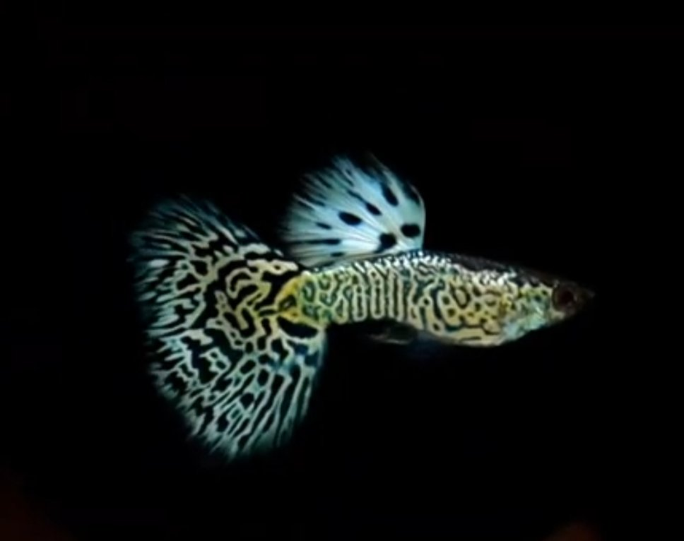 Vibrantly patterned Cobra Guppy