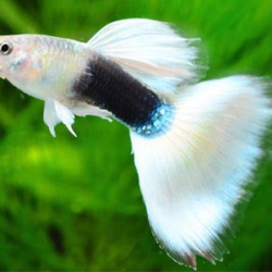 The Stylish Appeal of Tuxedo Guppies: A Complete Care Guide 