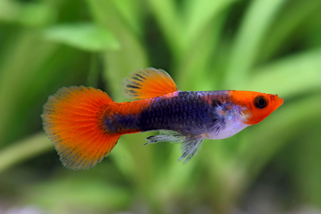 Vibrantly patterned Tuxedo Guppy