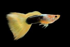 A Gold and Black Tuxedo Guppy