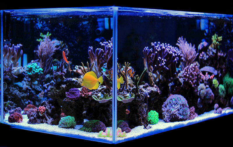 Are Saltwater Fish Tanks Hard To Maintain