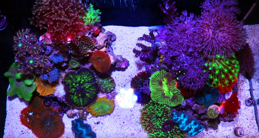 Pictured, live rock and coral reef