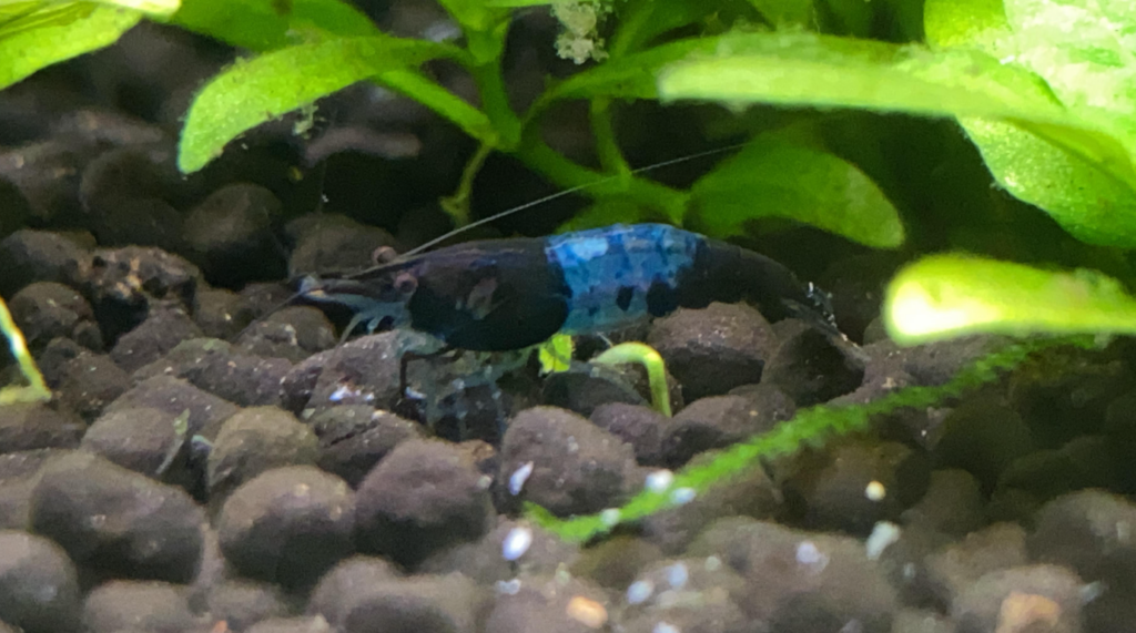Pictured, a Carbon Rili Shrimp in a planted tank