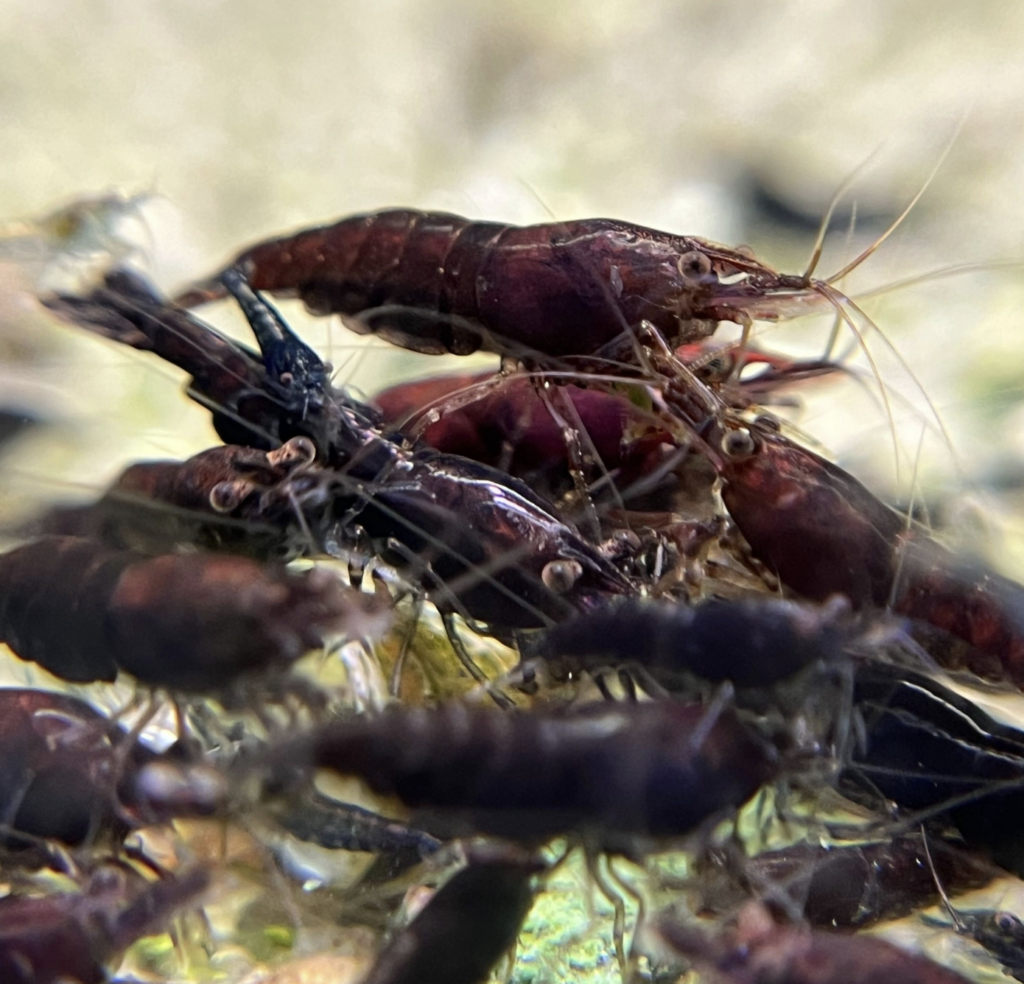 Pictured, lower-grade Black Rose shrimp
