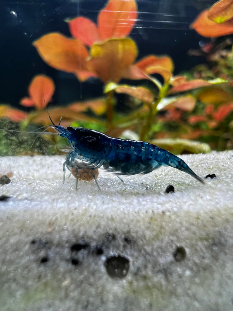 Pictured, A berried (pregnant) Blue Dream Shrimp