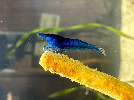 Pictured, A Blue Velvet shrimp resting on an aquarium decor