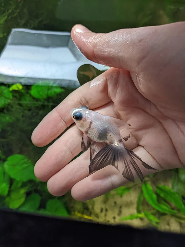 Pictured, baby Panda Telescopic Eye Goldfish