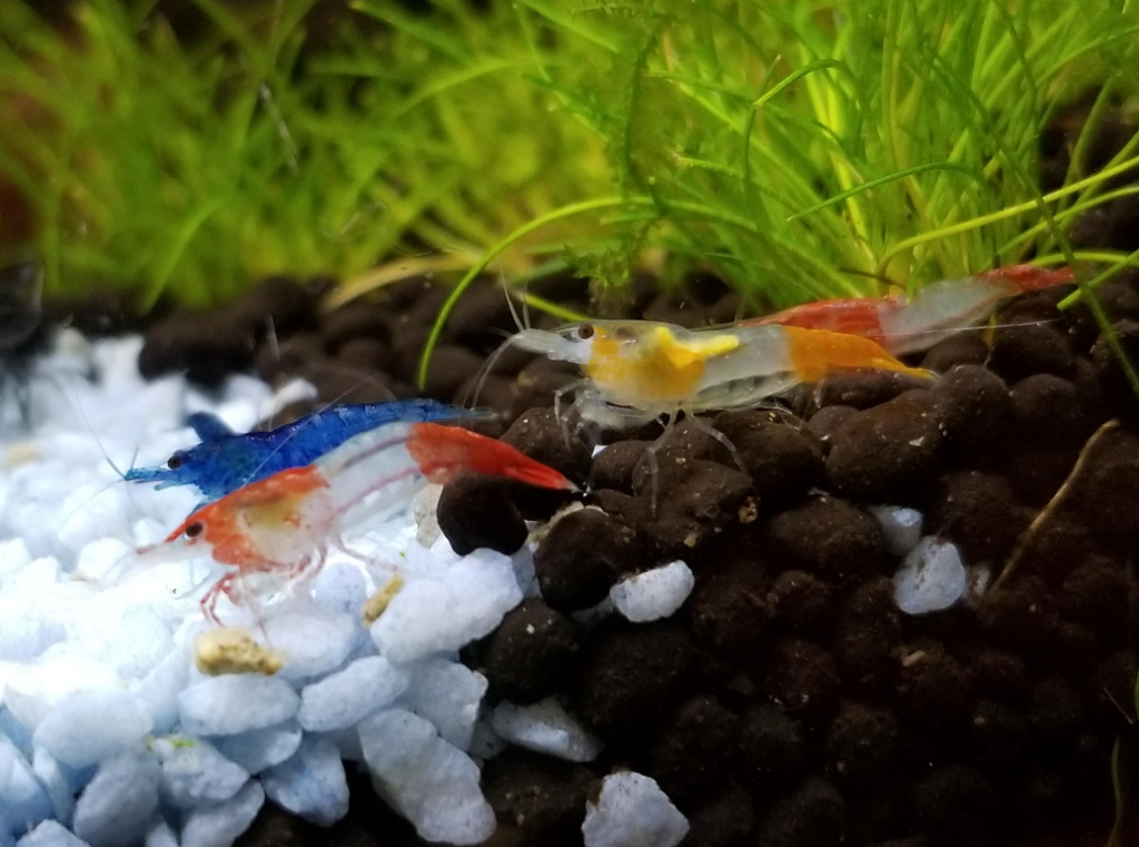 Pictured, Red and Orange Rili Shrimp along side a Blue Velvet Shrimp in a community tank