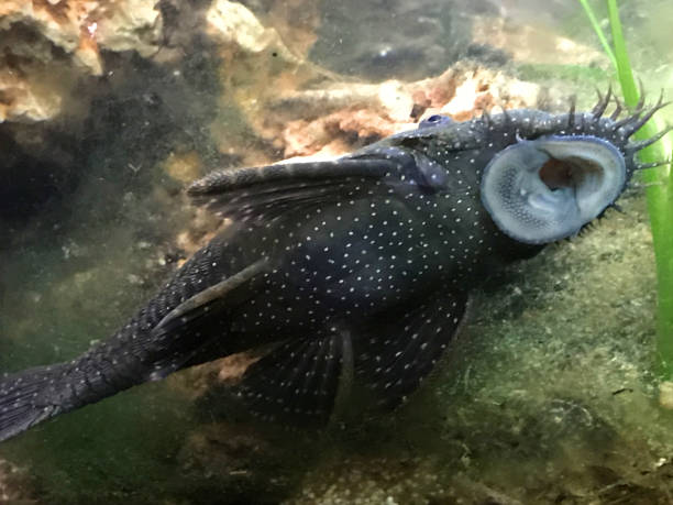 Bristlenose Plecos