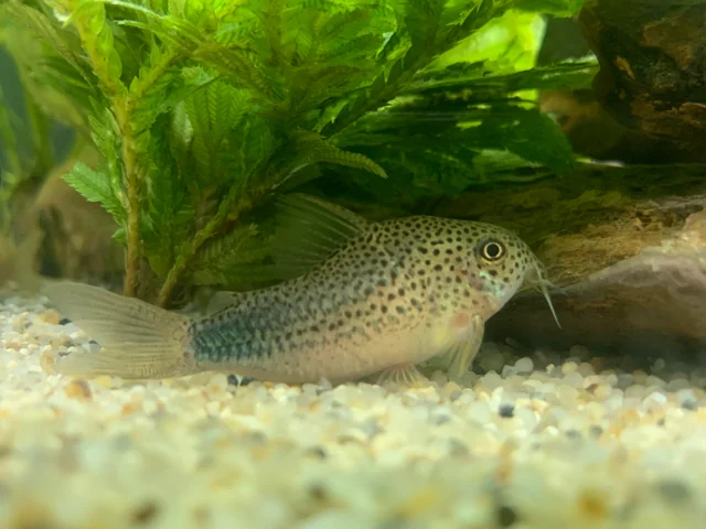 Pictured, A group of Simlis Corydoras swimming in an aquarium