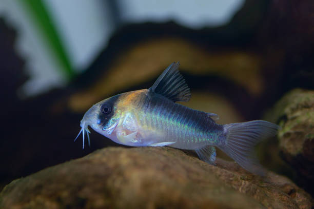 Corydoras Catfish