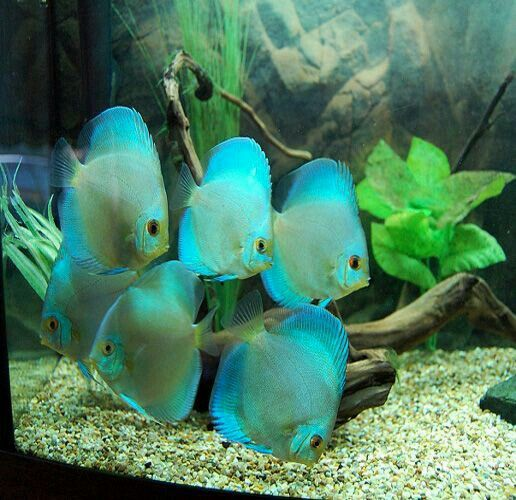 Pictured, A school of Blue Diamond Discus in a planted tank