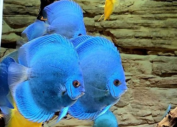 Pictured, A school of Blue Diamond Discus in an aquarium
