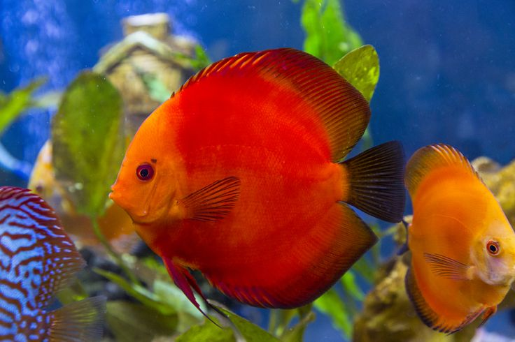 Pictured, A Red Melon Discus in a community tank with other discus varieties