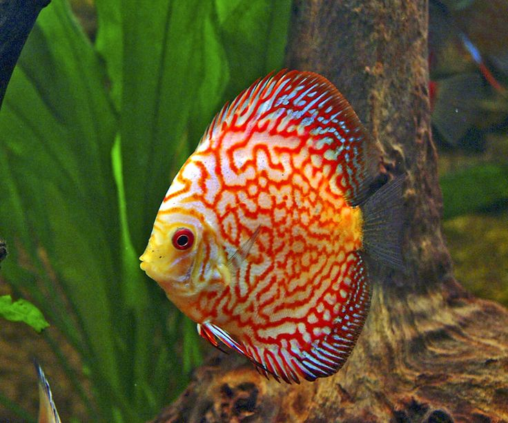 Pictured, A bright yellow and orange Leopard Discus fish