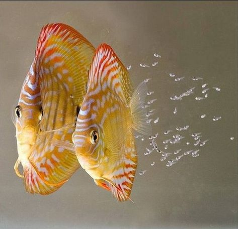Pictured, Discus fry swimming alongside their parents