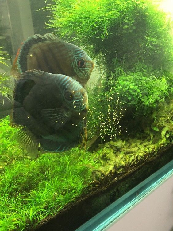 Pictured, Blue-stripped Heckel Discus fishes at the bottom of an aquarium
