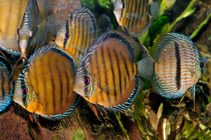 Pictured, Heckel Discus Fishes in a planted aquarium