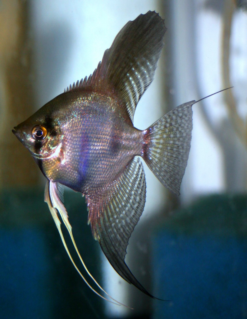 Pictured, beautiful Ghost Angelfish displaying its shimmering scales