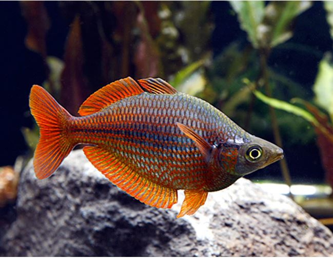 Pictured, a male Millennium Rainbowfish