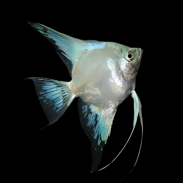 Pictured, healthy Ghost Angelfish