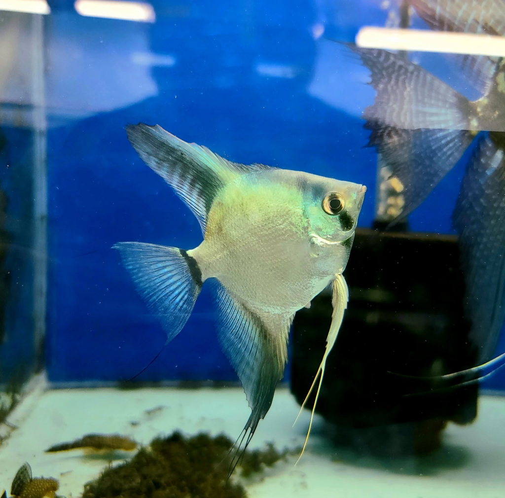 Pictured, Blue Ghost Angelfish in its tank