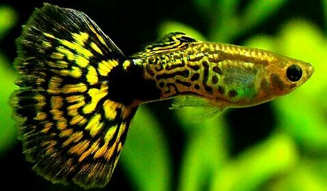 Pictured. vibrantly colored tiger guppy