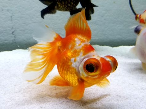 Telescope Eye Goldfish: Expert Care, Diet, and Breeding Tips