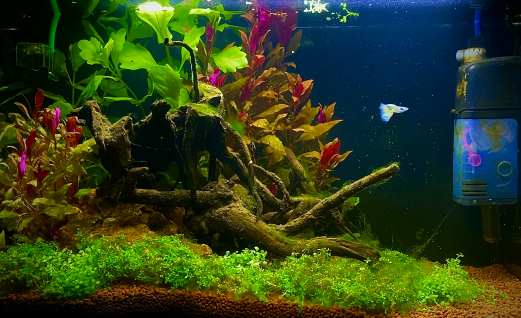 Pictured, beautifully planted Tiger Guppy tank