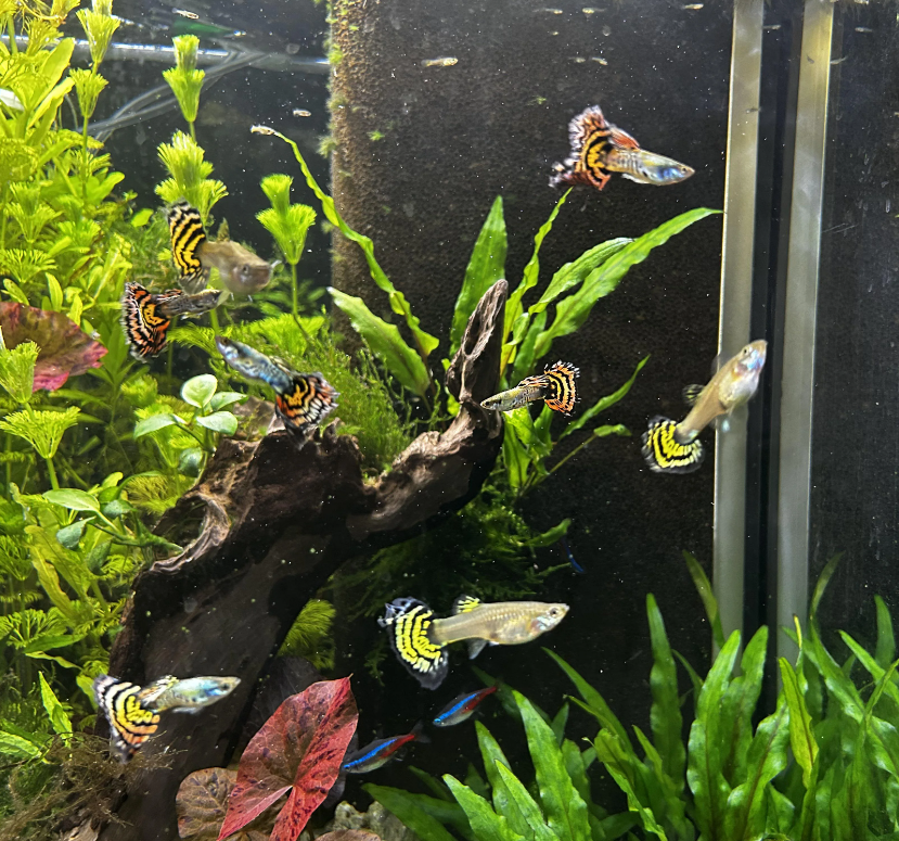 Pictured, Guppies in a planted community tank