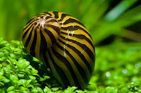 Pictured, Zebra Snail in a planted aquarium