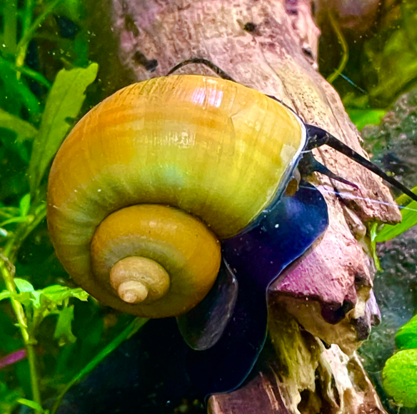 Pictured, a Mystery snail after para-snailing in a planted tank