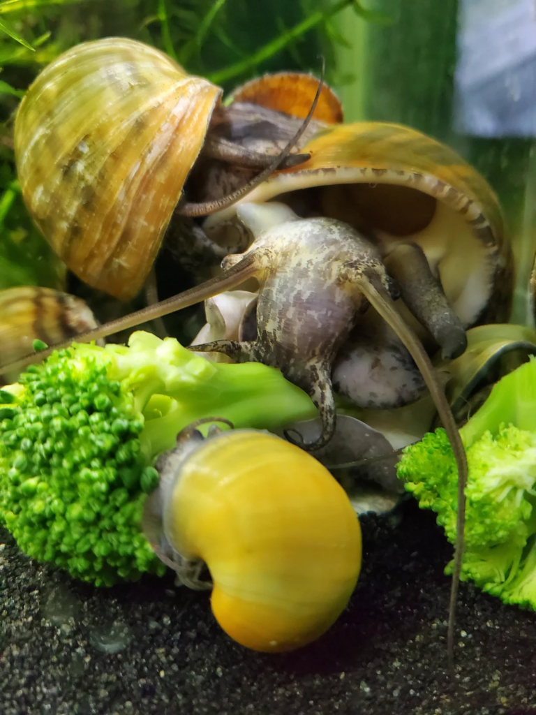 Pictured, popular Freshwater Snail Species eating