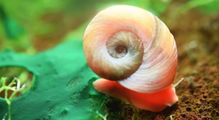 Pictured, Ramshorn Snail