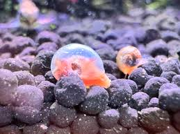 A baby Ramshorn snail with a translucent exterior 