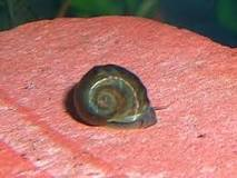 A Ramshorn snail with a darker