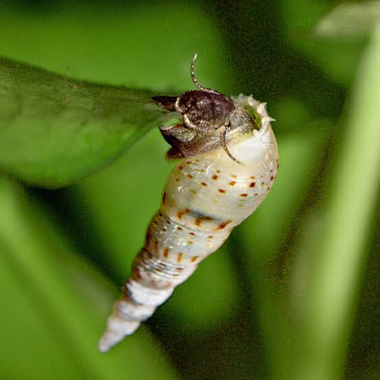 Pictured, is a Malaysian Trumpet Snail hanging onto a live plant