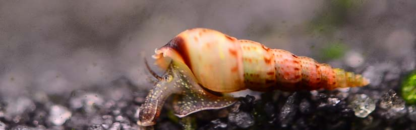 Pictured, A Malaysian Trumpet Snail burrowing in the substrates