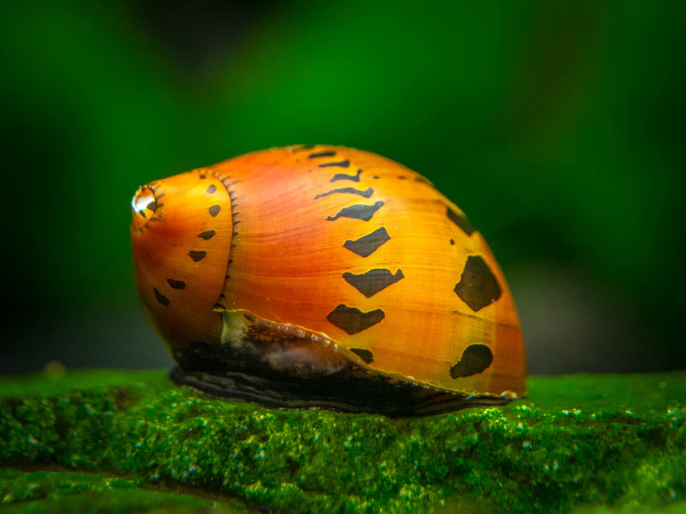 Pictured, a Tiger Nerite Snail