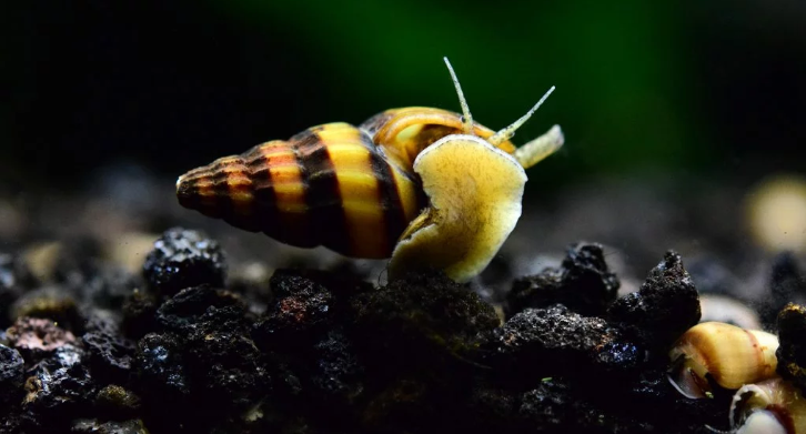 Pictured, an assassin snail on substrates