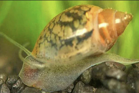 Pictured, a bladder snail being a bottom feeder