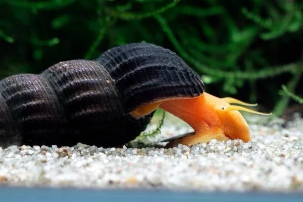 Pictured, Rabbit Snail