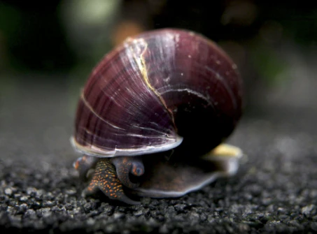 Pictured, a purple Ampullariidae snail