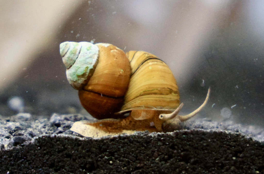 Pictured, a Japanese Trapdoor snail