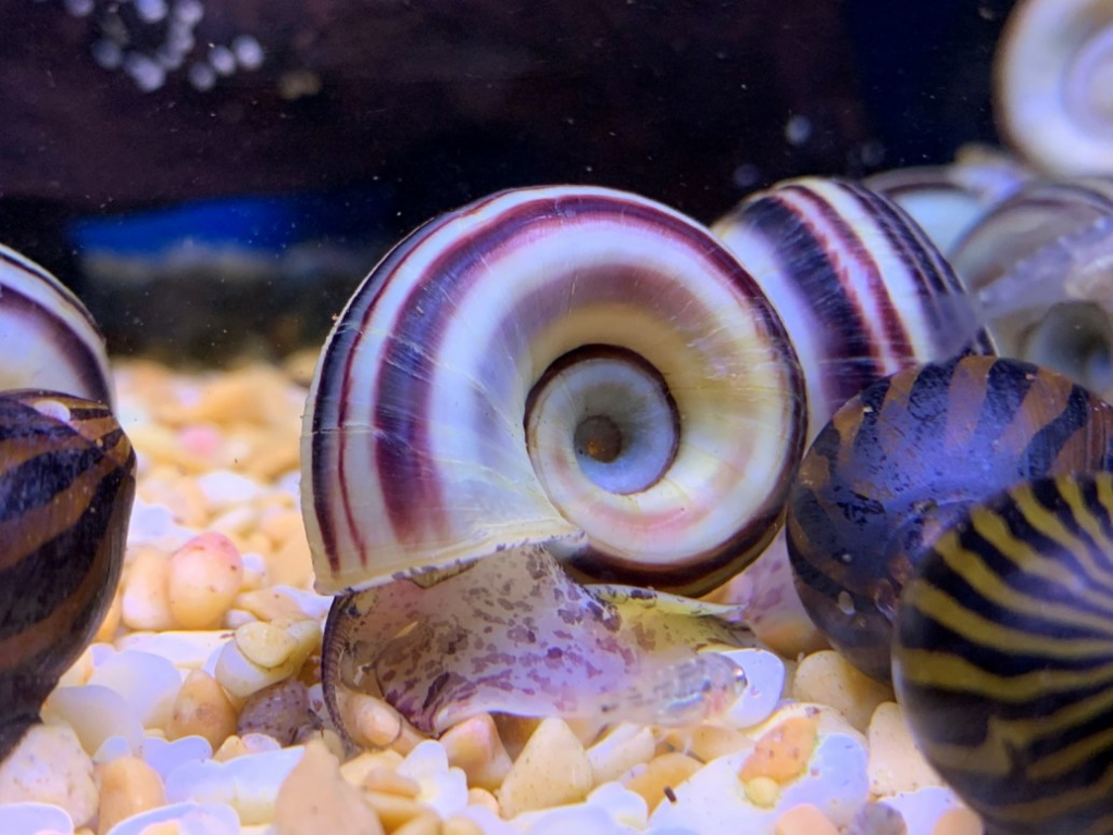 Pictured, a [Colombian] Large Ramshorn snail 