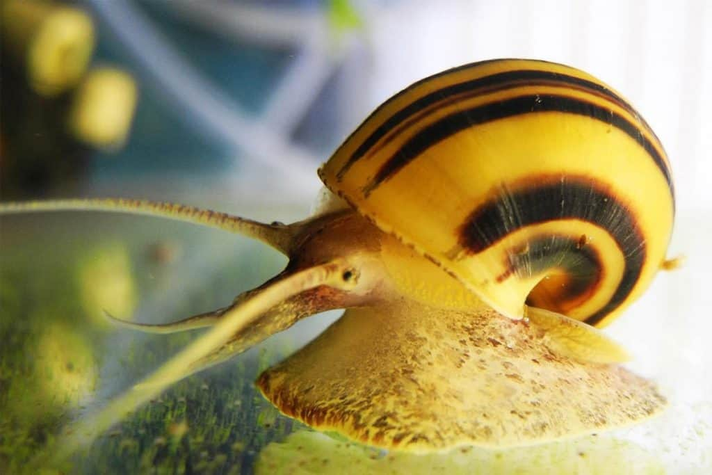 Pictured, a Spixi snail on a hard surface