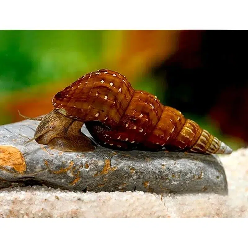 Pictured, a Giant Tower Cap snail on a rock