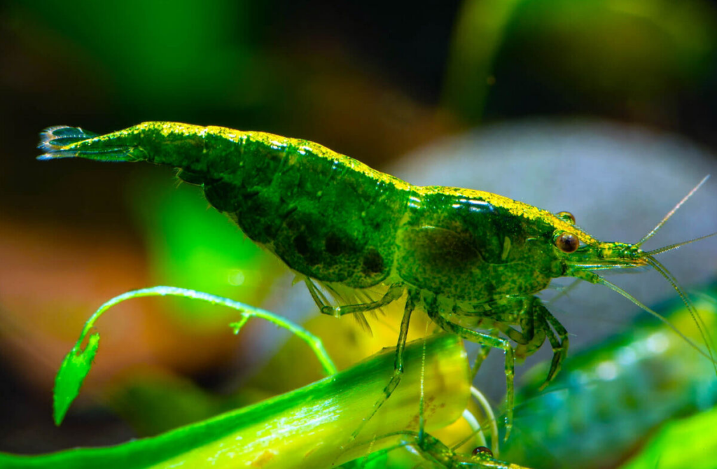 Green Jade Shrimp Care: A Comprehensive Guide for Freshwater Tanks