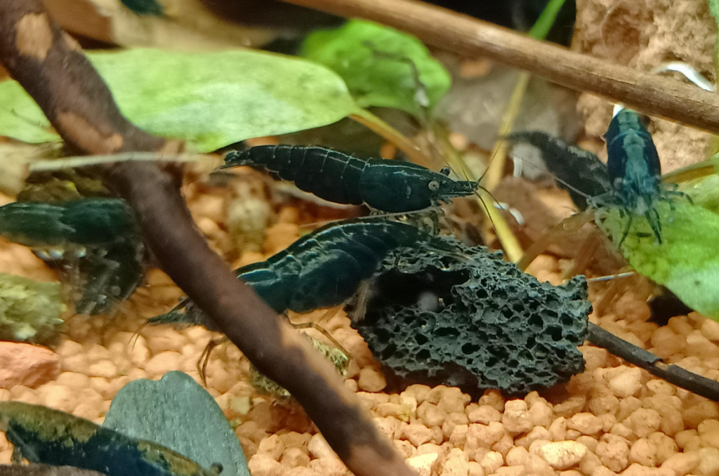 Pictured, Green Jade Shrimp in a planted tank