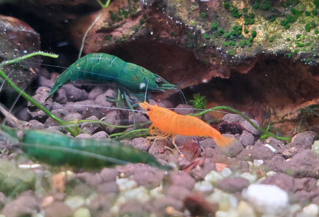 Pictured, Green Jade Shrimp in a community shrimp tank